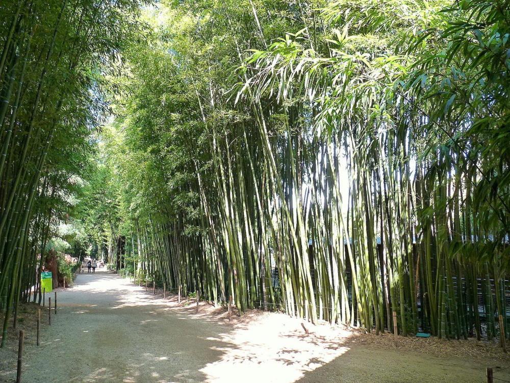 Leschenesverts Cendras Bagian luar foto